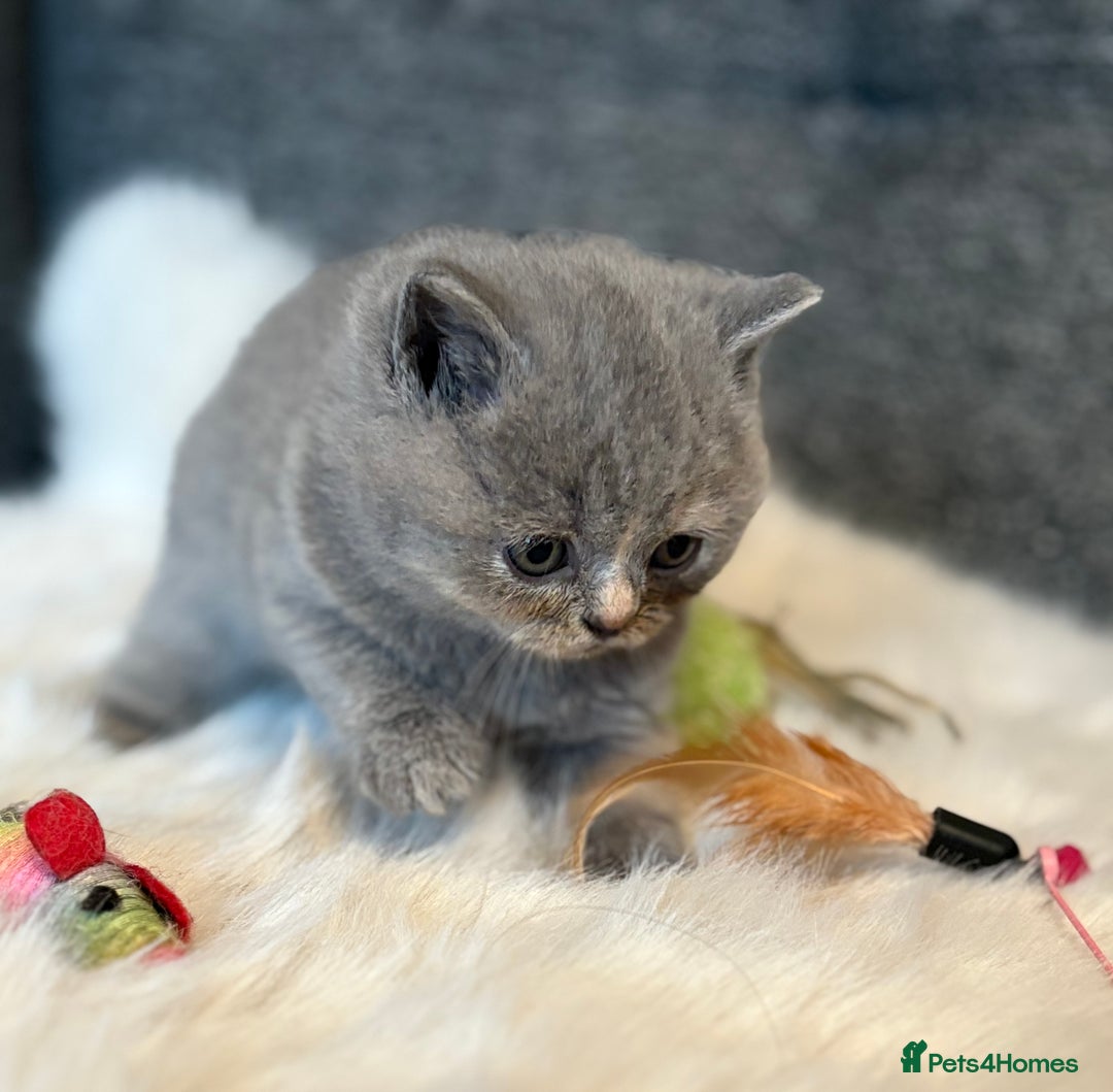 British Shorthair cats for sale: British Shorthair Kittens - Image 19