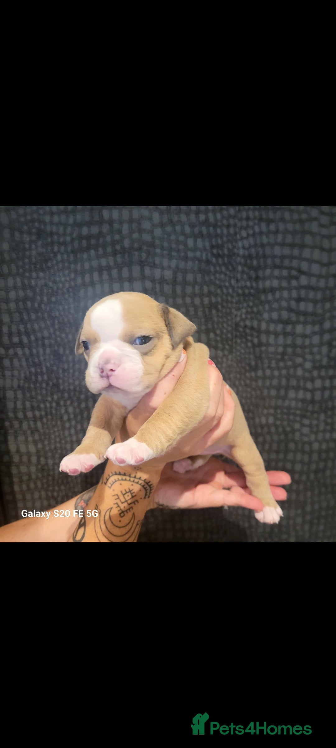 Olde English Bulldogge dogs for sale: Old English Bulldog Puppies - Image 10