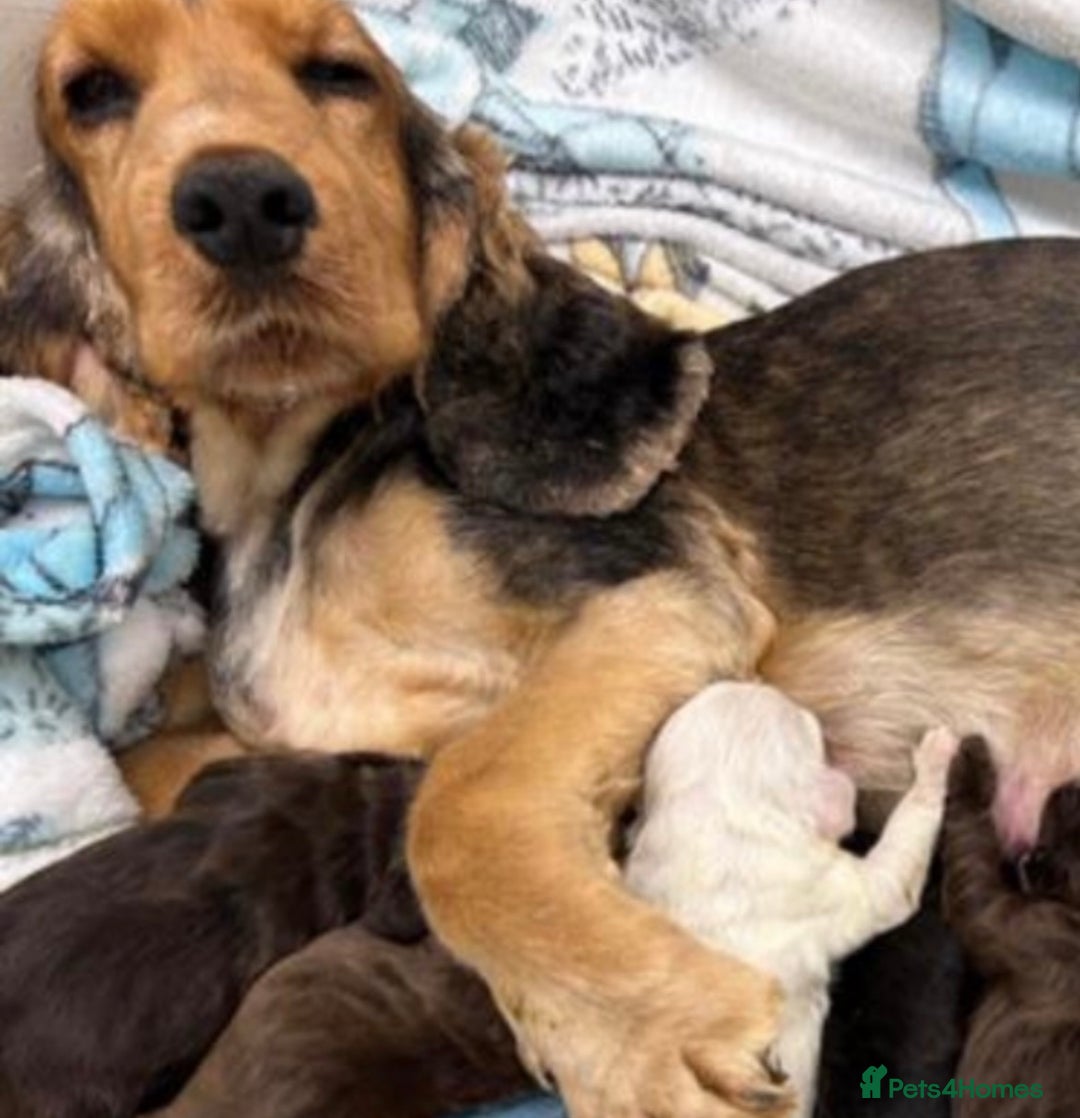 Cocker Spaniel dogs for sale: KC Registered Show Cocker puppies  - Advert 11