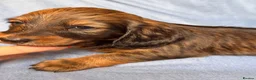 Dachshund dogs for sale: Long & Short haired Sable crea Dachshund puppies  - Advert 13