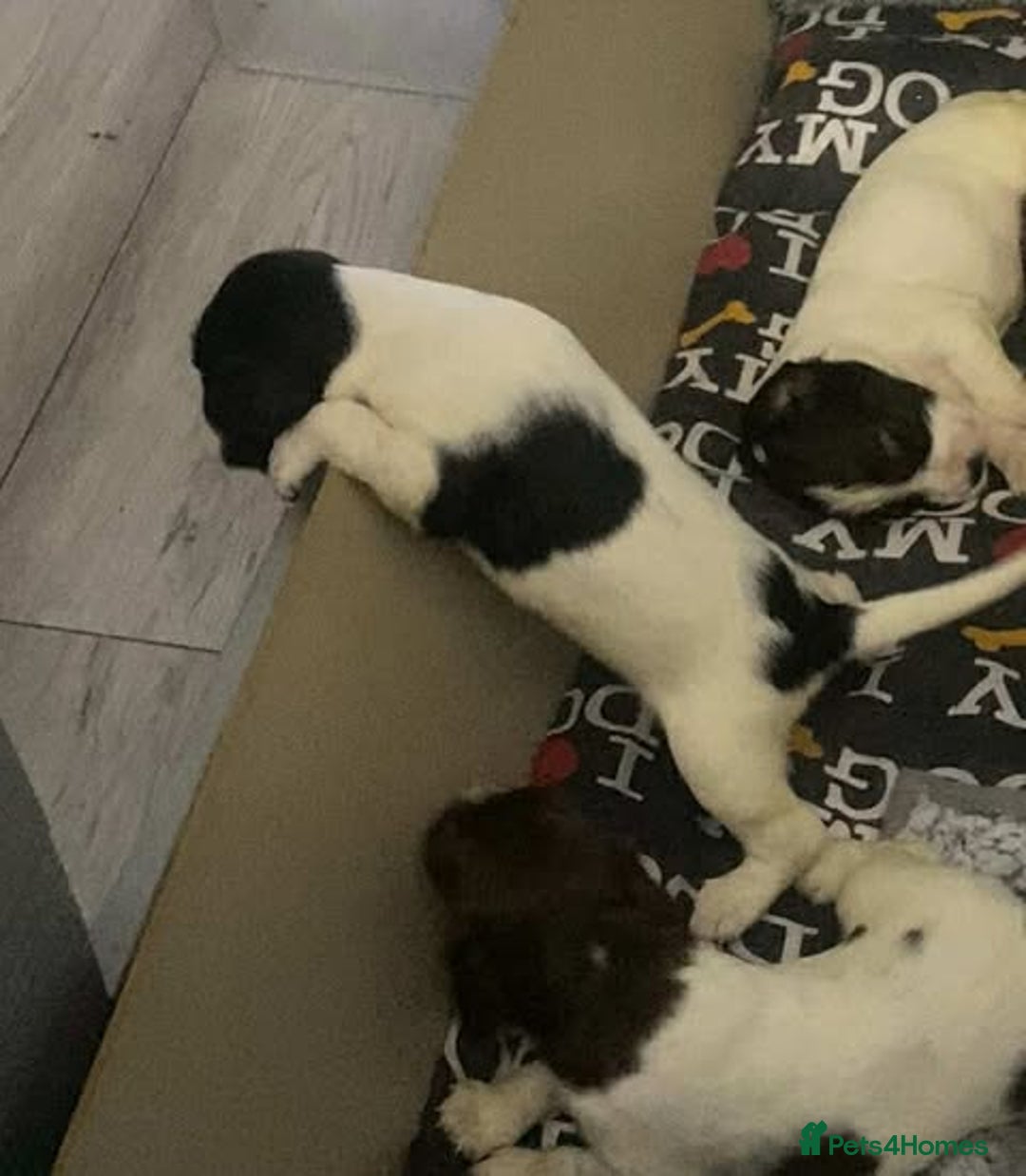 Sprocker dogs for sale: Beautiful Sprocker Puppies Ready 30th December - Advert 30