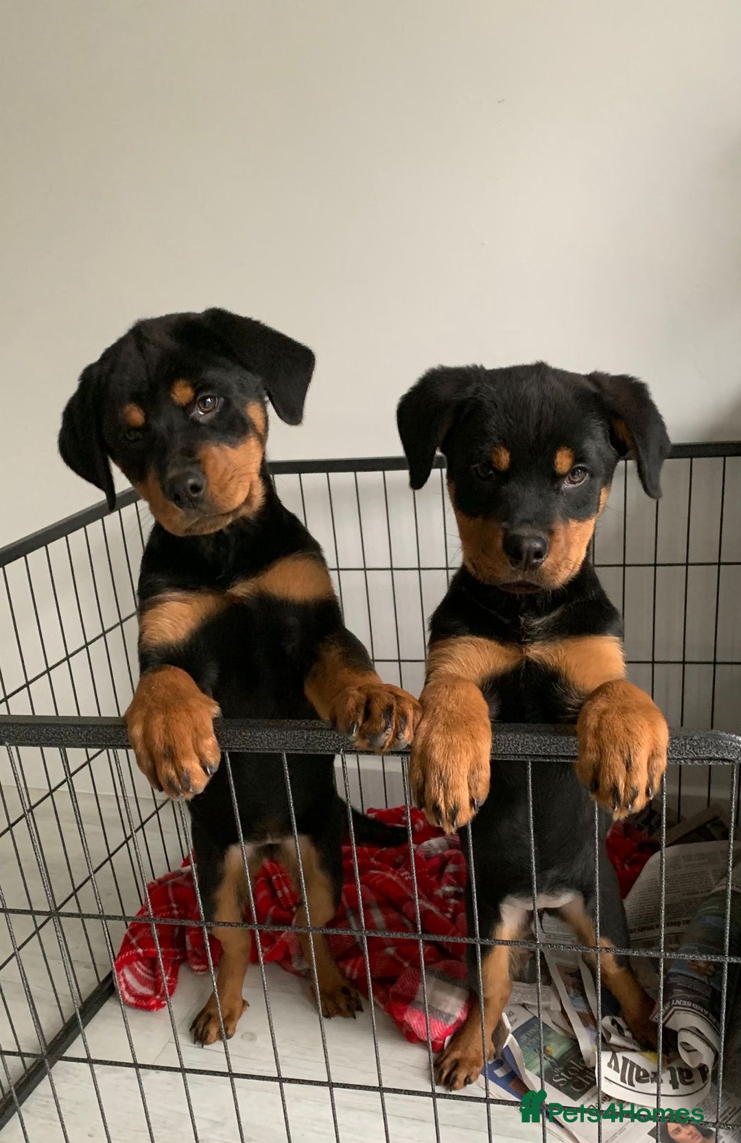 Rottweiler dogs for sale: Rottweiler Puppies - Advert 2