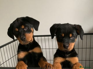 Rottweiler dogs Rottweiler Puppies - Advert 1