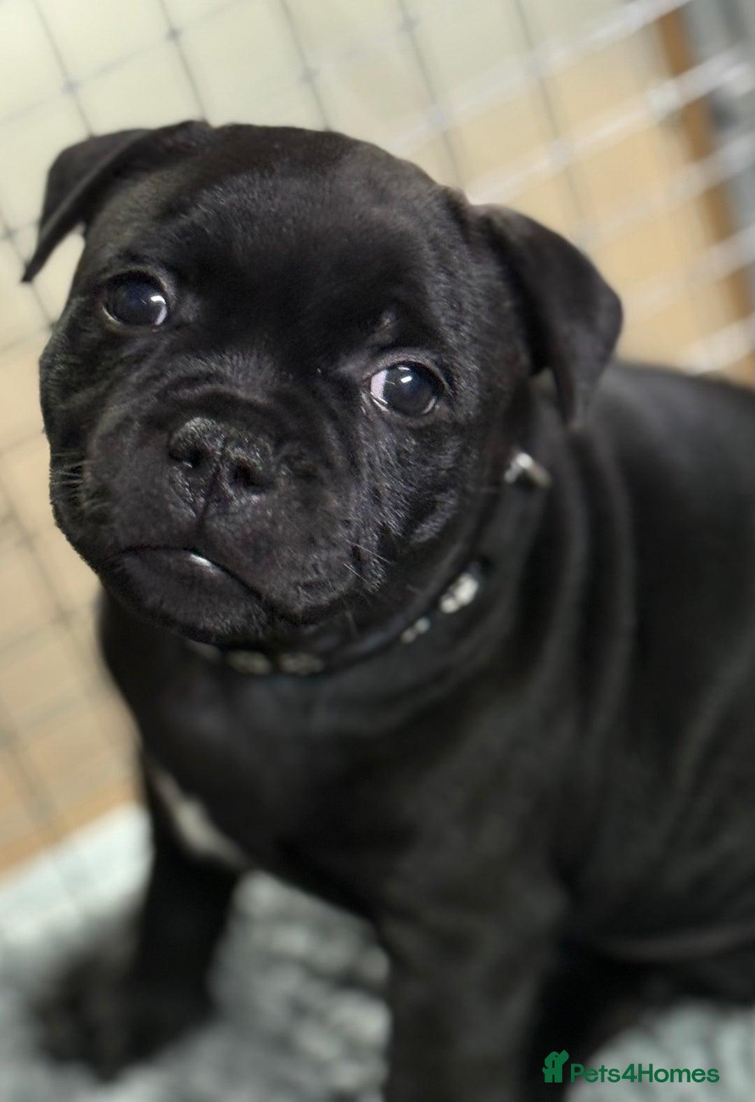 Staffordshire Bull Terrier dogs for sale: Paws Above The Rest  - Image 17