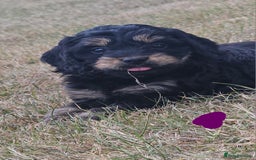 Cockapoo dogs for sale: Cockerpoo  - Image 1