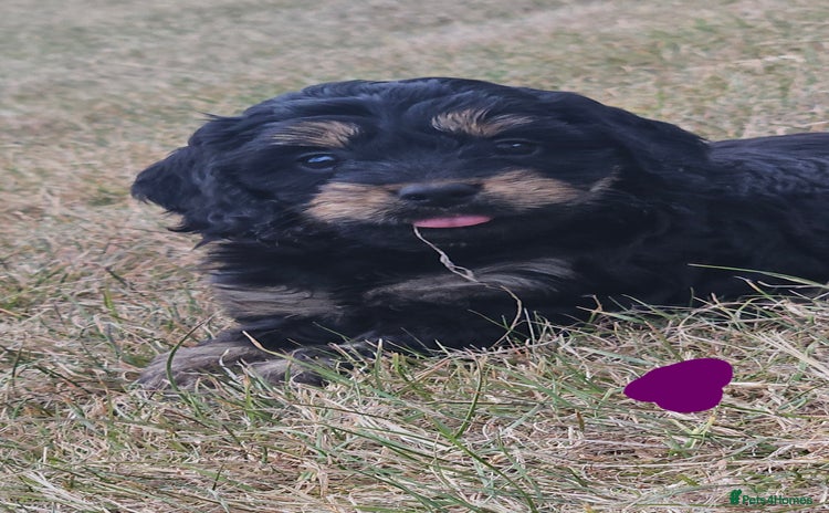 Cockapoo dogs - Advert 10