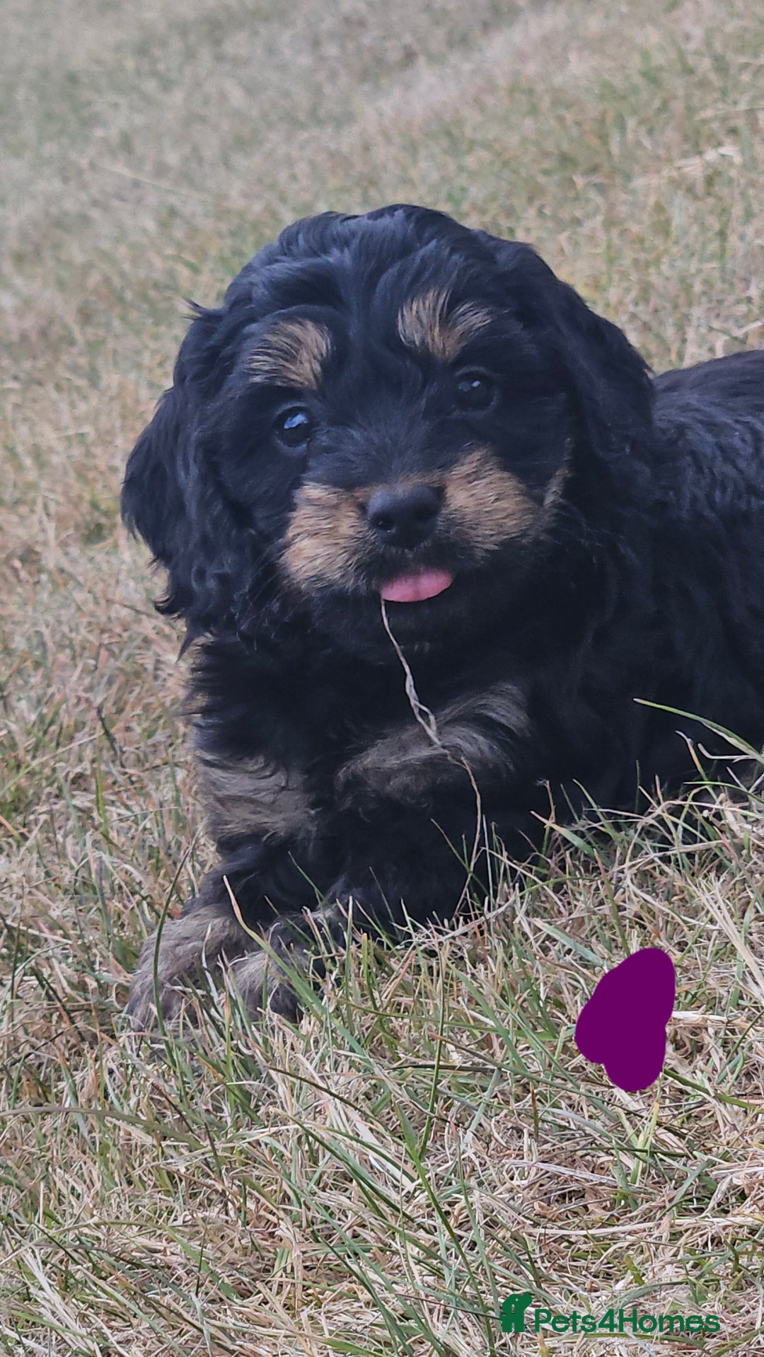 Cockapoo dogs for sale: Cockerpoo  - Image 1