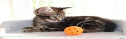 Mixed Breed cats for sale: Beautiful Tabby Kittens  - Advert 8