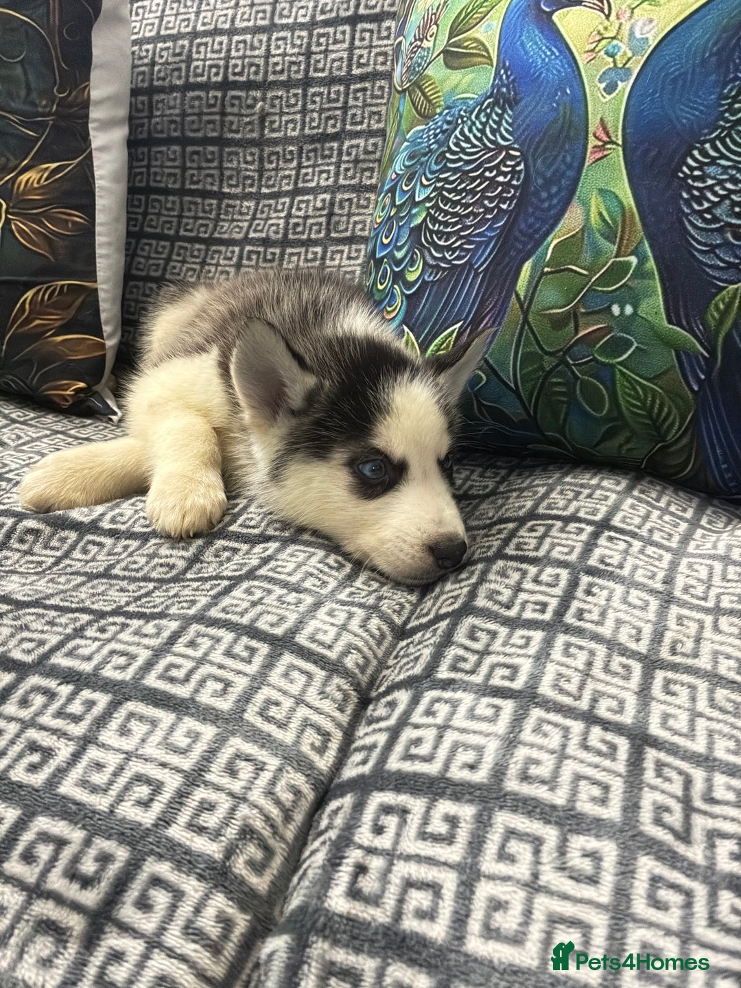 Siberian Husky dogs for sale: Pure Siberian huskies  - Advert 16