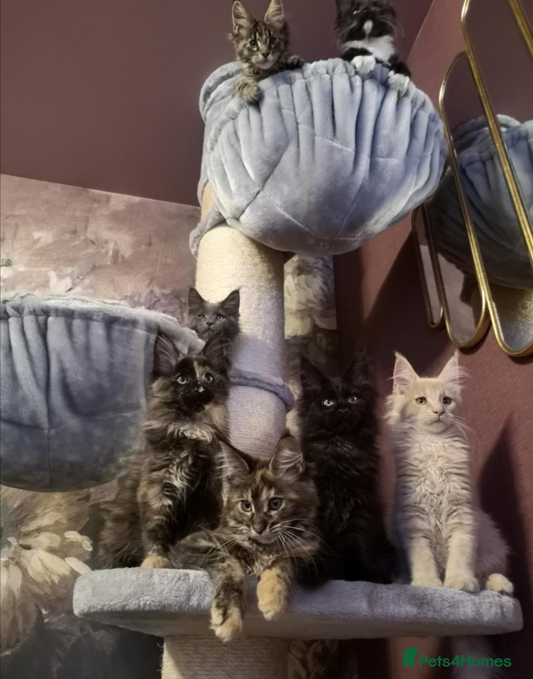 Maine Coon cats Tica, Health Checked Maine Coon kittens - Advert 2