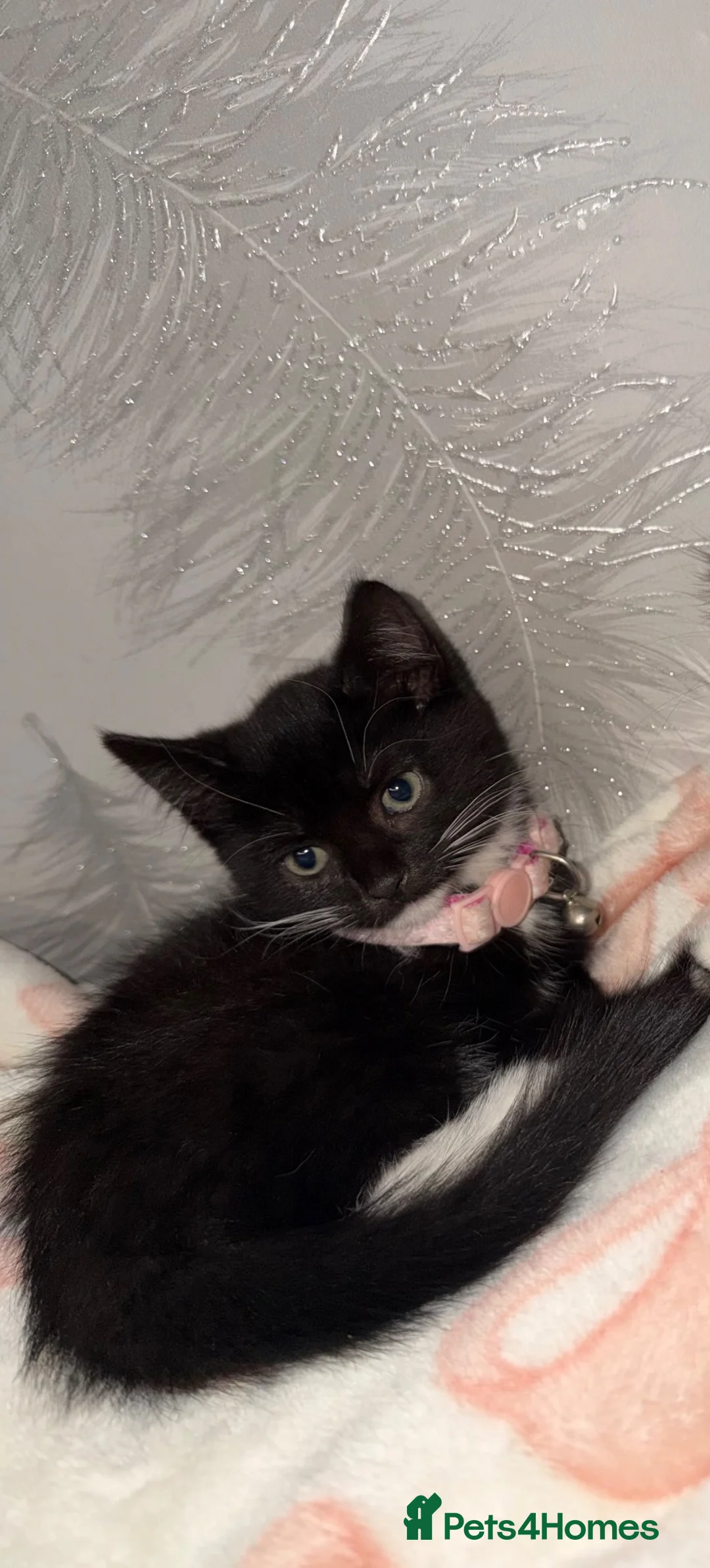 Mixed Breed cats for sale: Daisy, in Leicester - Advert 2