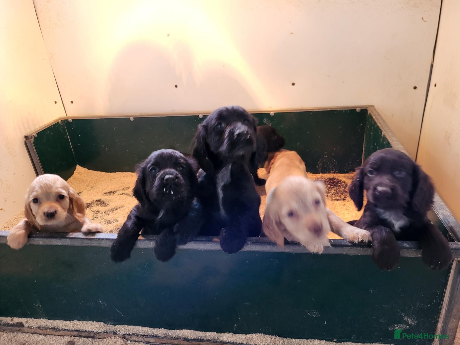 Cocker Spaniel dogs for sale: Cocker Spaniel puppies  - Advert 12