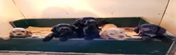 Cocker Spaniel dogs for sale: Cocker Spaniel puppies  - Advert 1