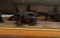 Mixed Breed dogs for sale: Pointerdors ONLY 1 girl left ready now  - Image 14