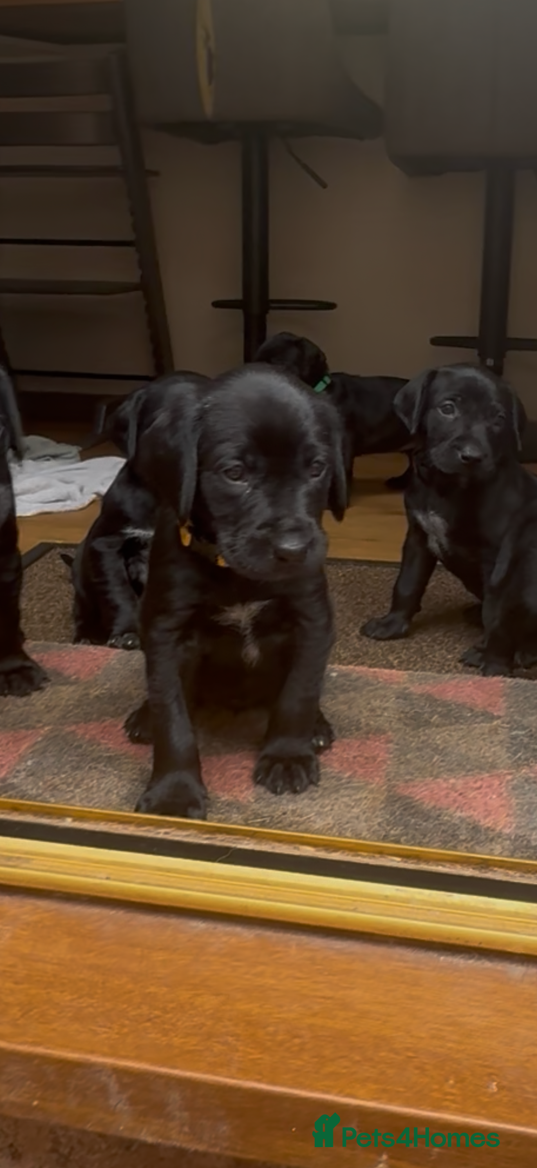 Mixed Breed dogs for sale: Pointerdors ONLY 1 girl left ready now  - Image 14