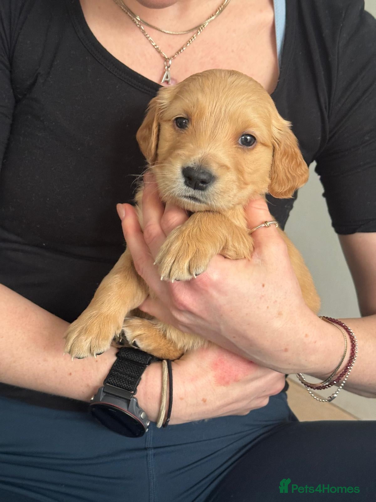 Golden Retriever dogs Working Line KC reg golden retriever puppies  - Advert 2