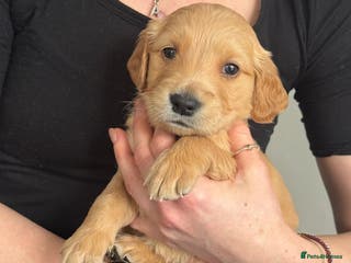 Golden Retriever dogs Working Line KC reg golden retriever puppies - Advert 2