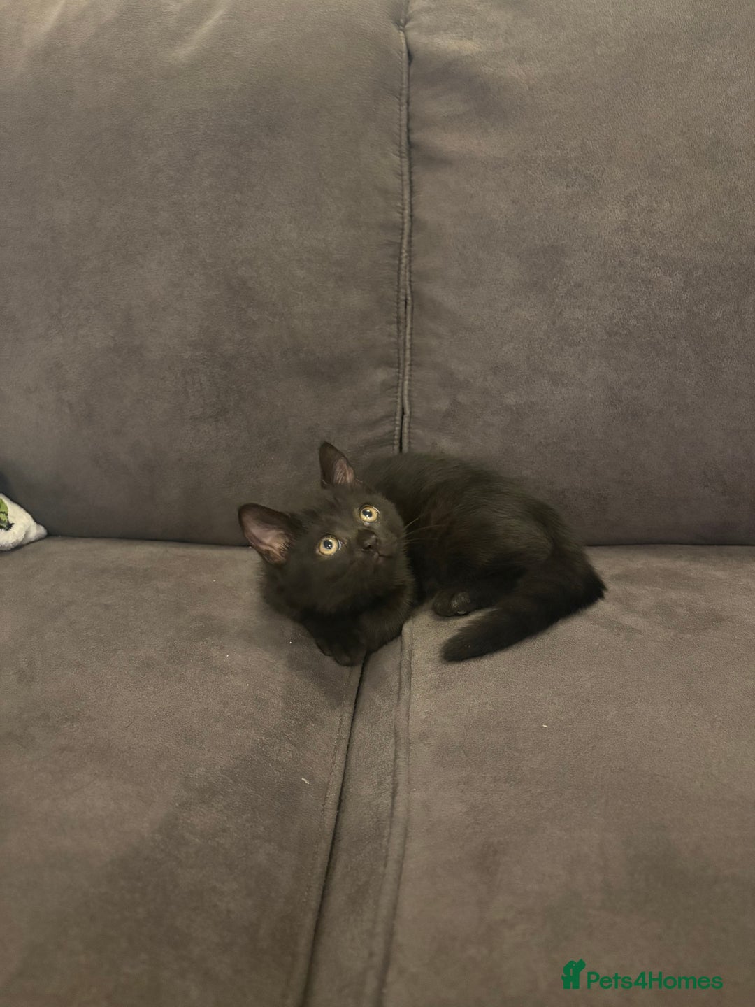 British Shorthair cats for sale: 🐾 Adorable Baby Kittens for Sale! 🐾 - Image 7