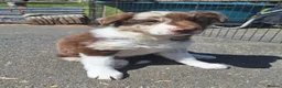Border Collie dogs for sale: Beautiful fluffy Collie Pups for Sale - Advert 34