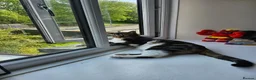 Mixed Breed cats for sale: Cupcake and Pudding - 2yo sibling cats - Advert 3
