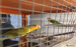 Lovebirds birds for sale: Lovebirds - Image 1