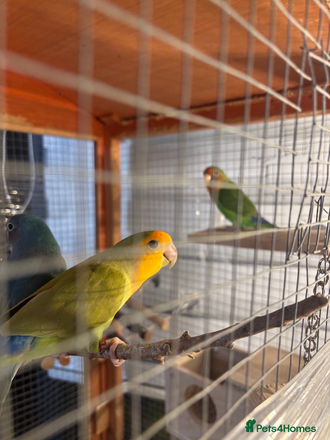 Lovebirds birds for sale: Lovebirds - Image 1