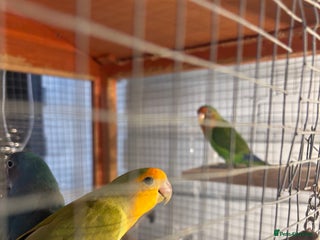 Lovebirds birds - Advert 1