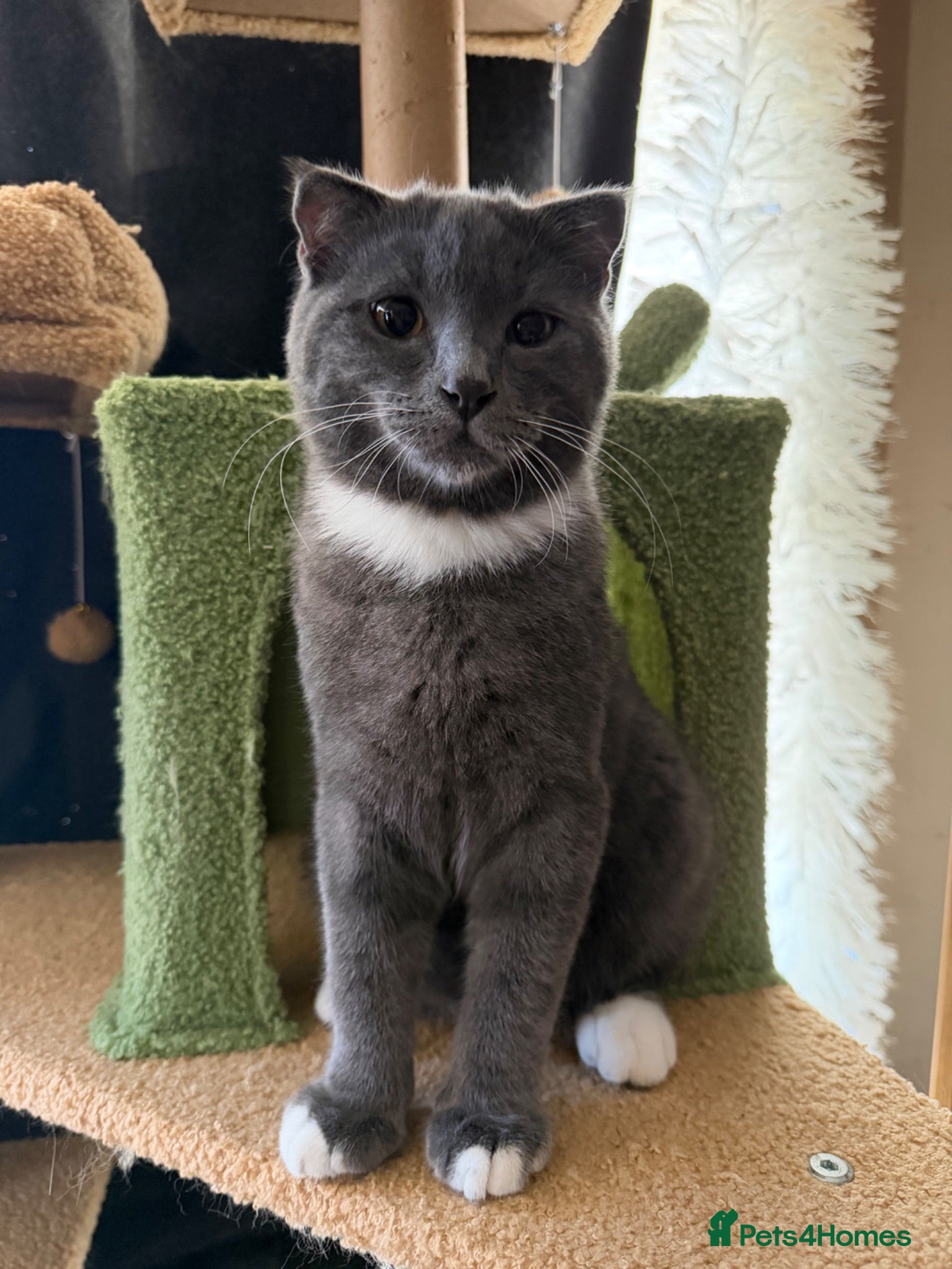 Scottish Fold cats MALE SCOTTISH FOLD KITTEN  - Advert 5