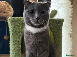 Scottish Fold cats MALE SCOTTISH FOLD KITTEN - Advert 5