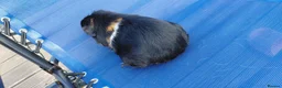 Guinea Pig rodents for sale: 2 adults female guinea pigs and hutch - Advert 3