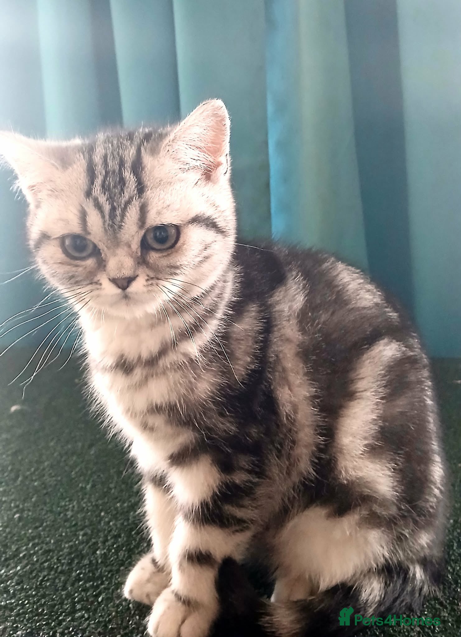 British Shorthair cats  Bsh.Silver Classic Tabby. GCCF - Advert 5