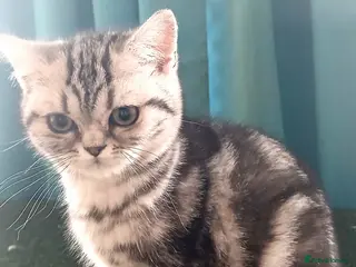 British Shorthair cats Bsh.Silver Classic Tabby. GCCF - Advert 5