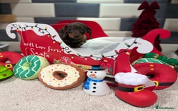 Miniature Dachshund dogs for sale: Outstanding kc reg pra clear minis  - Image 9