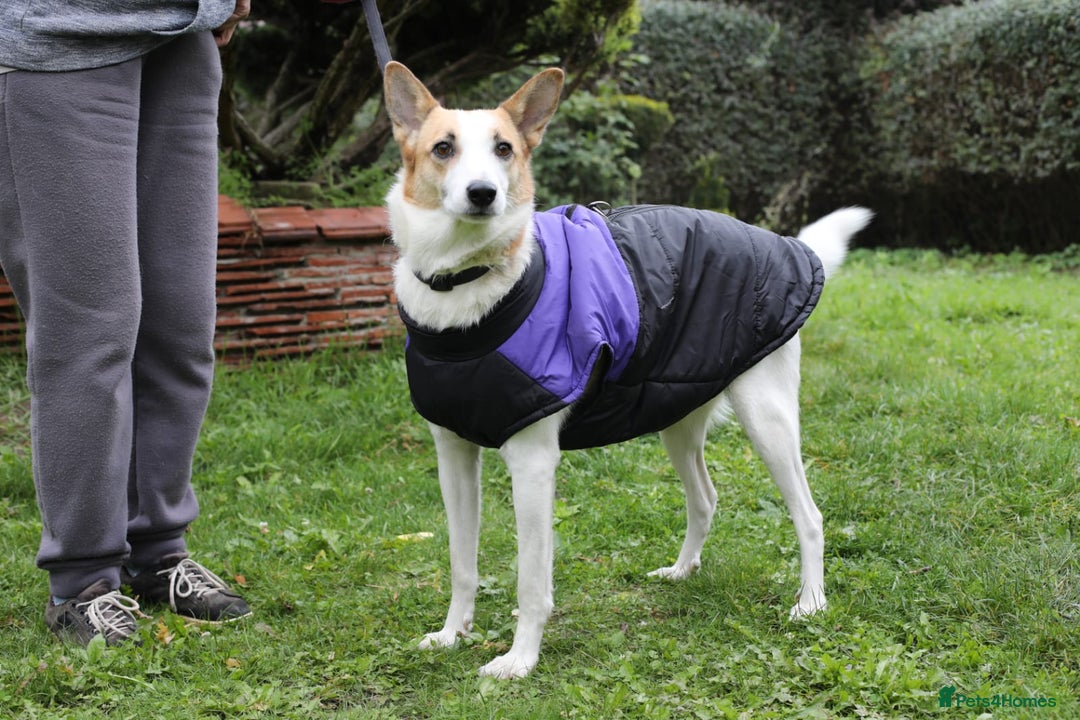 Mixed Breed dogs for adoption: ❤️Alaya❤️- Gentle 4 years old girl  - Advert 12