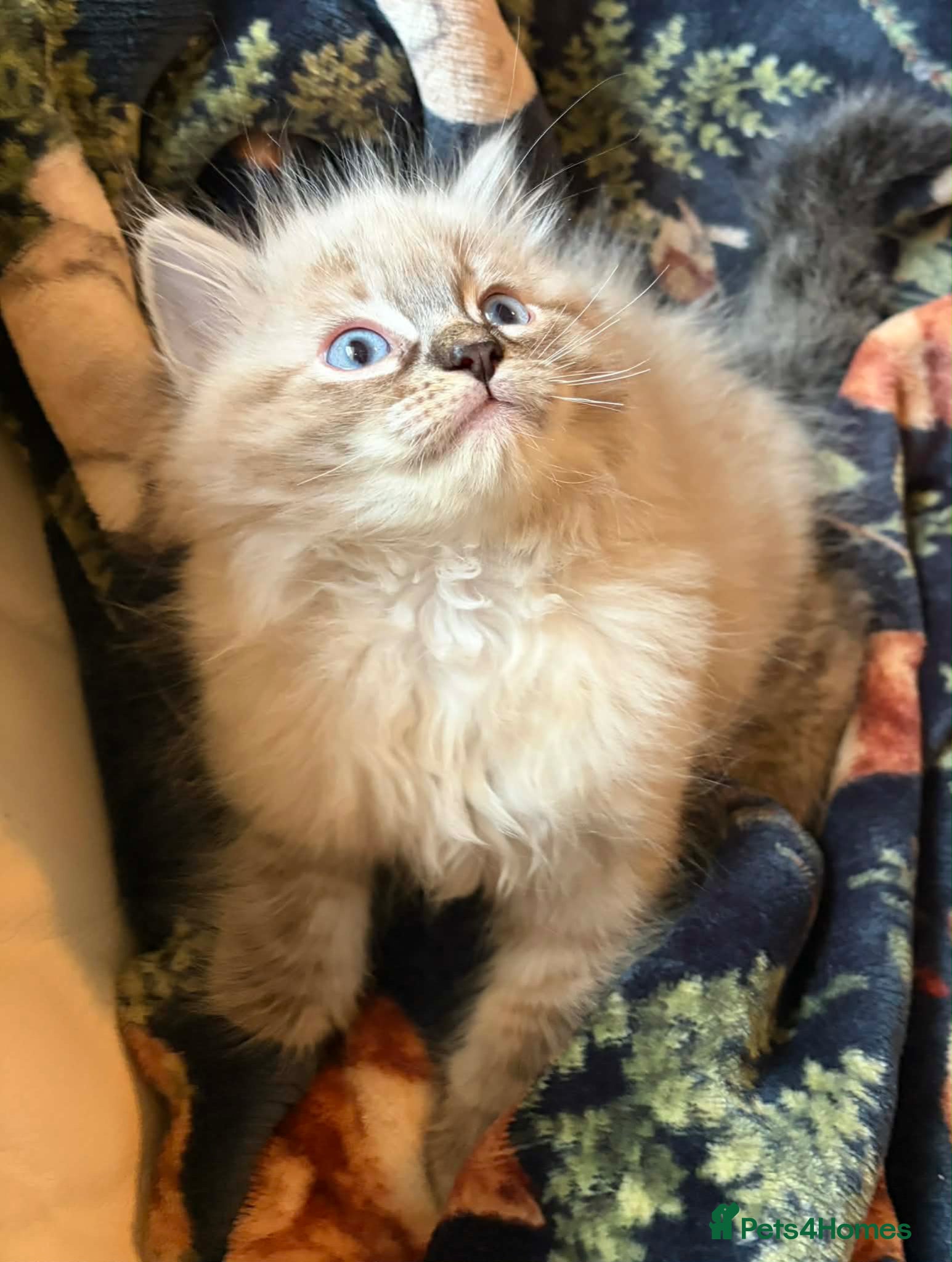 Ragdoll cats Beautiful ragdoll kittens  - Advert 18