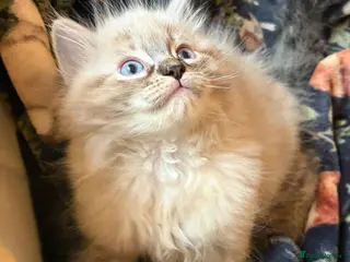 Ragdoll cats Beautiful ragdoll kittens - Advert 18