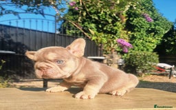 French Bulldog dogs for sale: Beautiful French bulldogs - Image 3