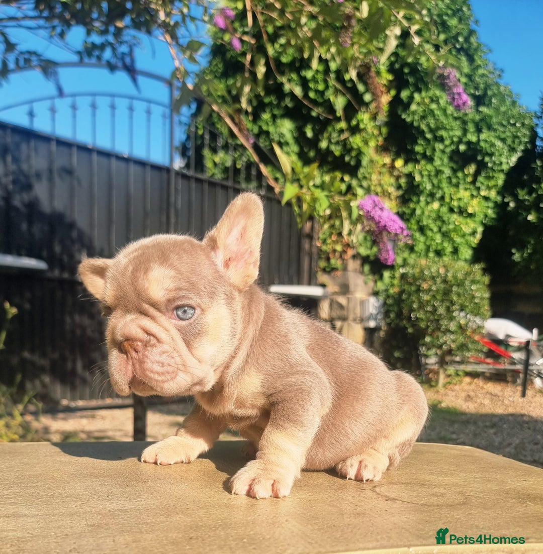 French Bulldog dogs for sale: Beautiful French bulldogs - Image 3