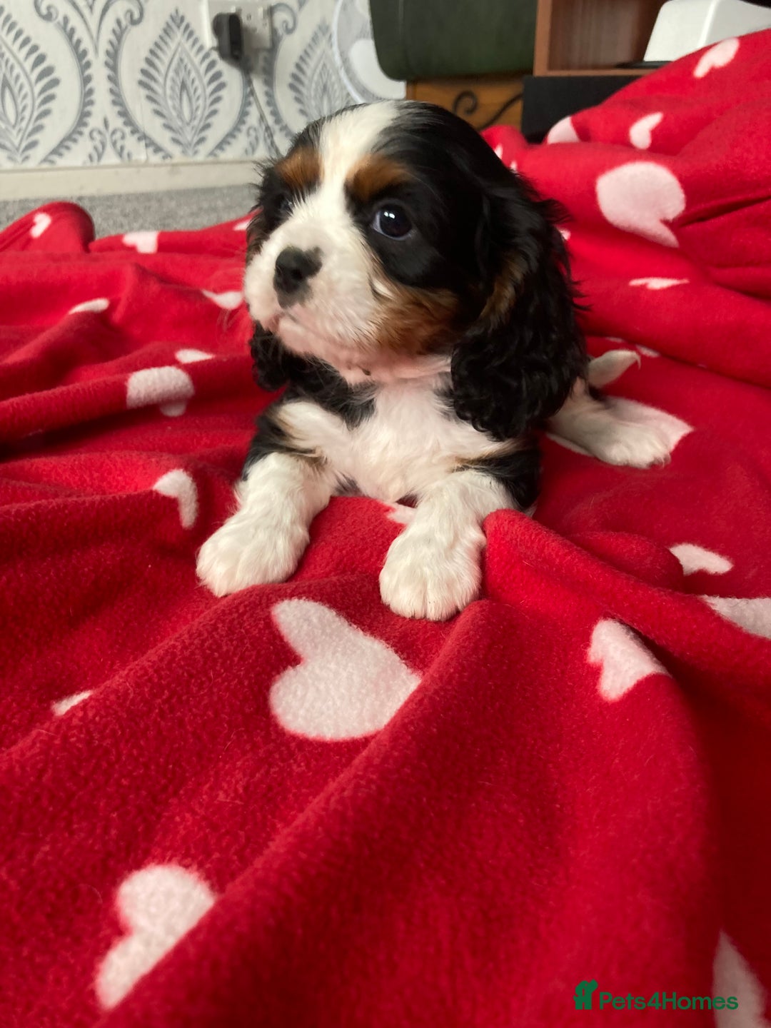 Cavalier King Charles Spaniel dogs for sale: Cavalier King Charles Spaniel! - Image 9