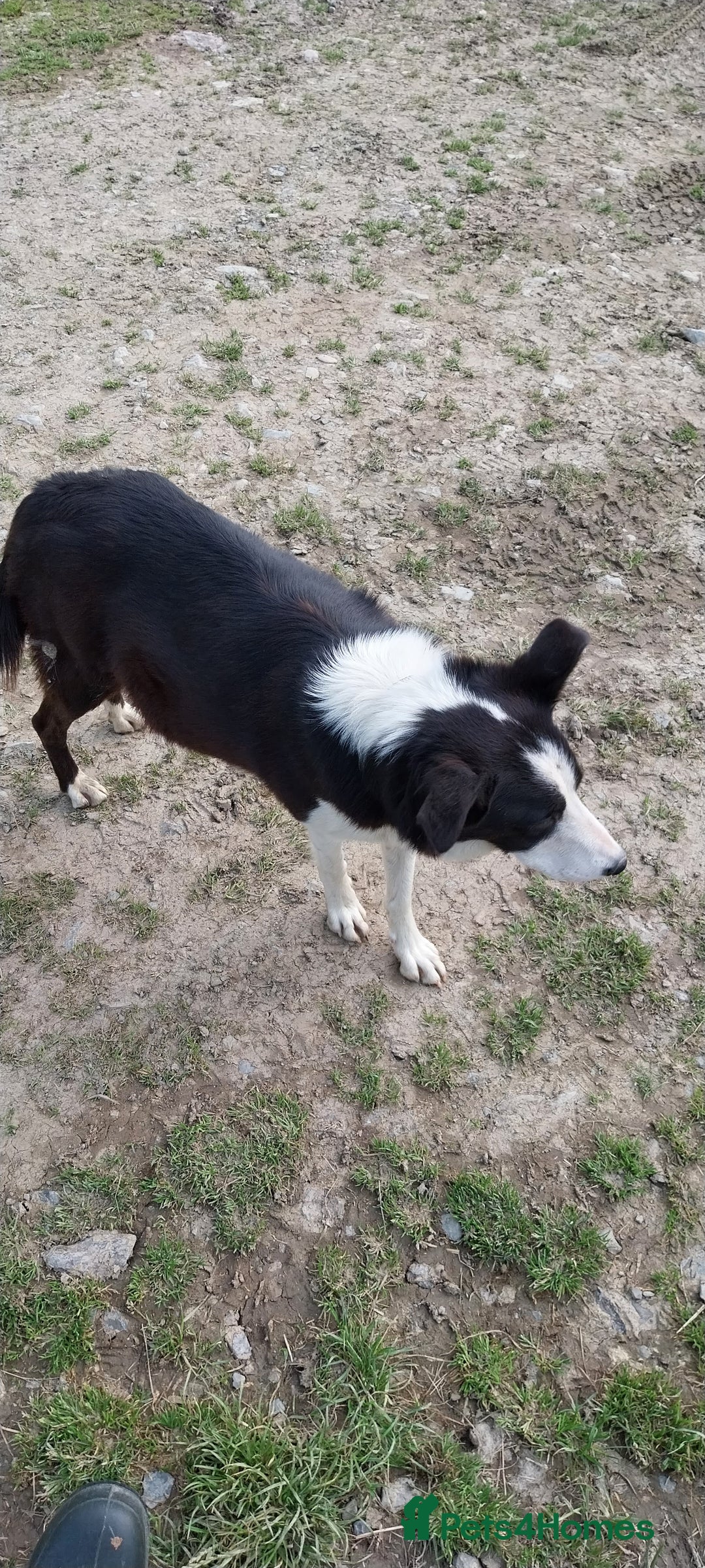Border Collie dogs for sale: Four Female Border Collie Puppies  - Image 9