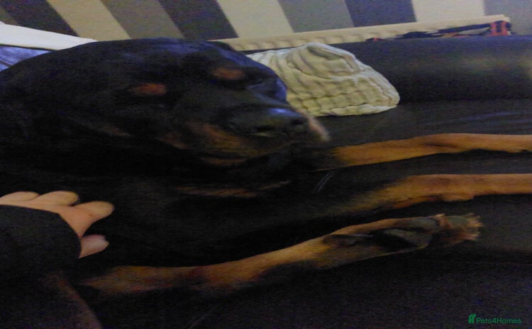 Rottweiler dogs - Advert 1