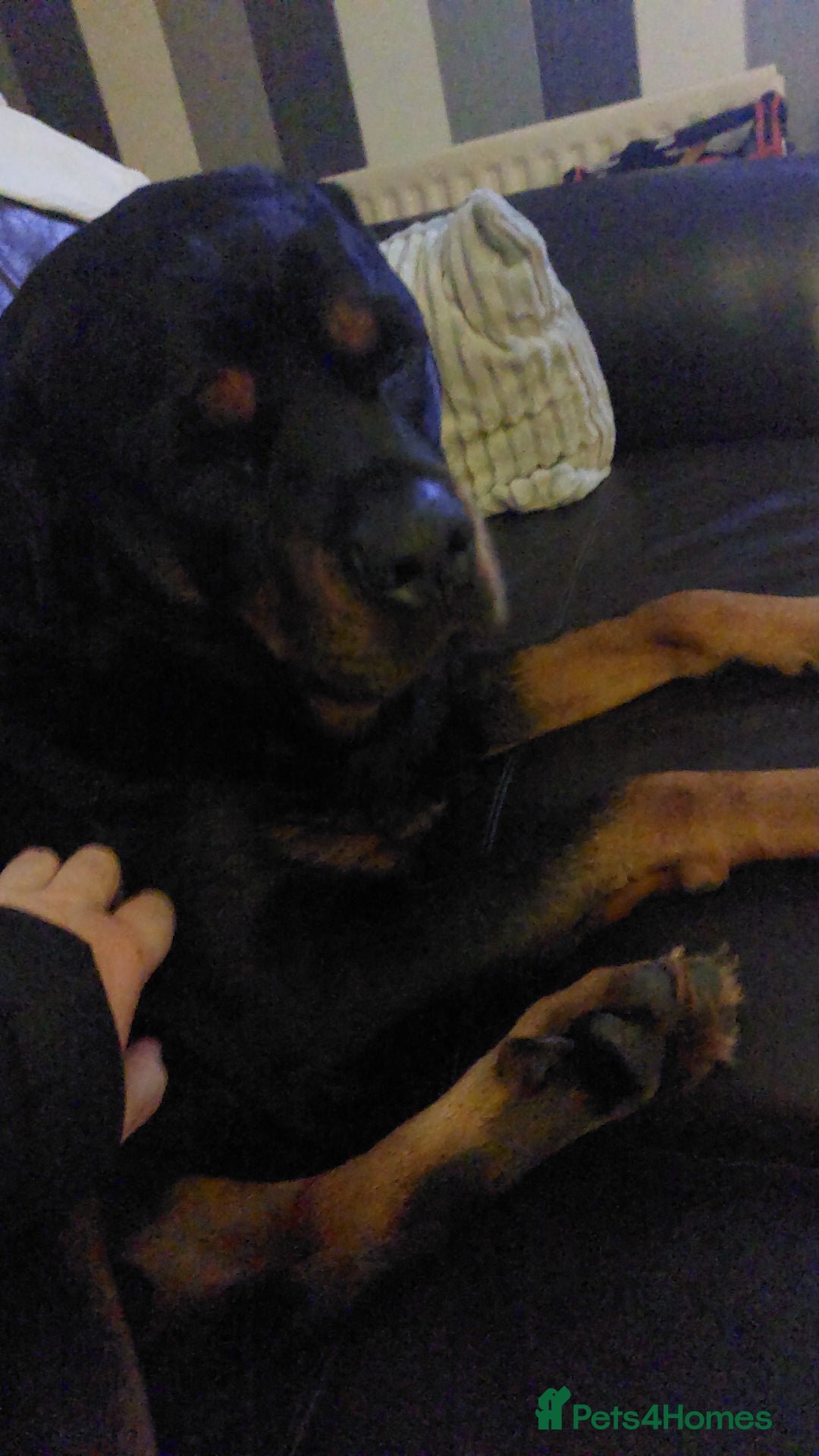 Rottweiler dogs for stud: ....Our Rottweiler Marley for stud...  - Image 1