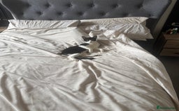 American Shorthair cats for sale: kittens - £30 not £50 but won’t let me enter less! - Image 7
