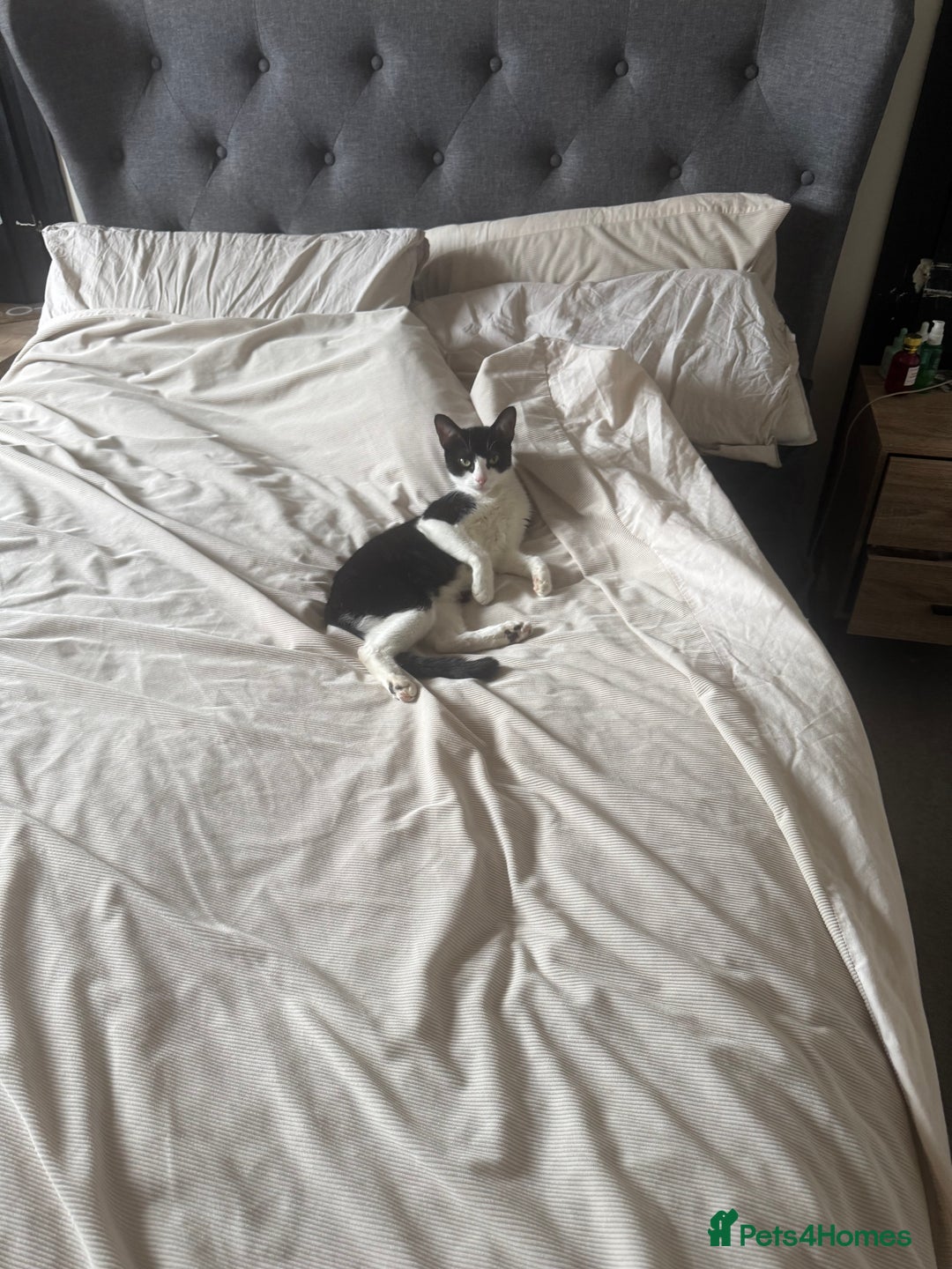 American Shorthair cats for sale: kittens - £30 not £50 but won’t let me enter less! - Image 7