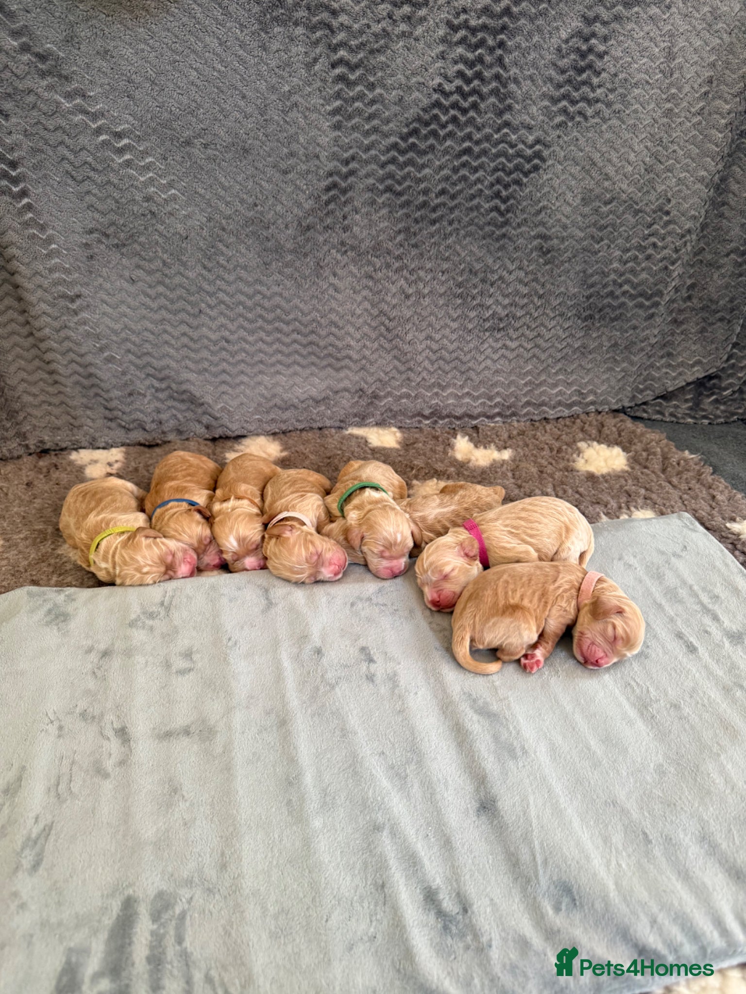 Cocker Spaniel dogs for sale: Beautiful Show Cocker Spaniel Pups  - Advert 1