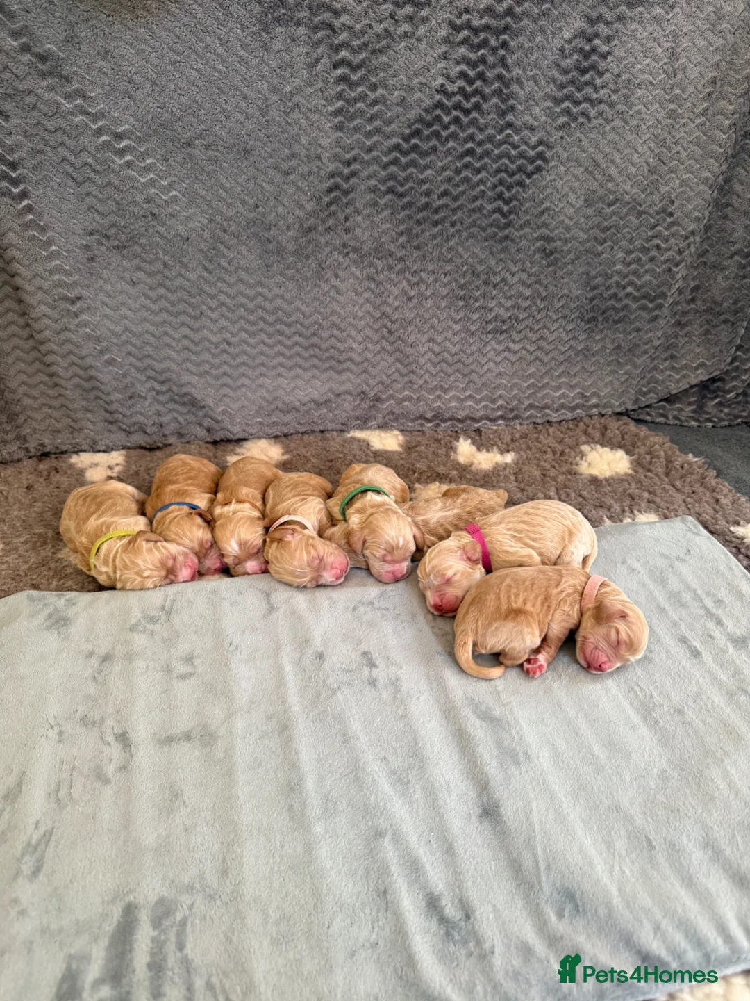 Cocker Spaniel dogs for sale: Beautiful Show Cocker Spaniel Pups  - Advert 1