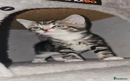 Ragdoll cats for sale: Ragdoll x Tabby Mix Kittens - Image 5