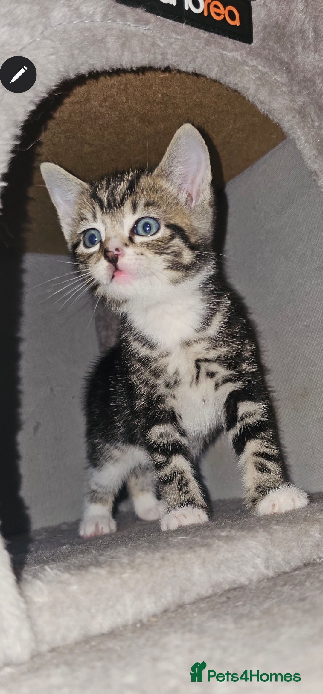 Ragdoll cats for sale: Ragdoll x Tabby Mix Kittens - Image 5