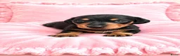 Miniature Dachshund dogs for sale: 5★ LICENSED BREEDER, KC registered, PRA clear  - Advert 16