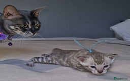 Bengal cats for sale: Pedigree Health Tested TICA Bengal Kittens - Image 20